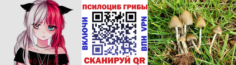 Галлюциногенные грибы Psilocybine cubensis  KRAKEN как войти  Советск  купить  